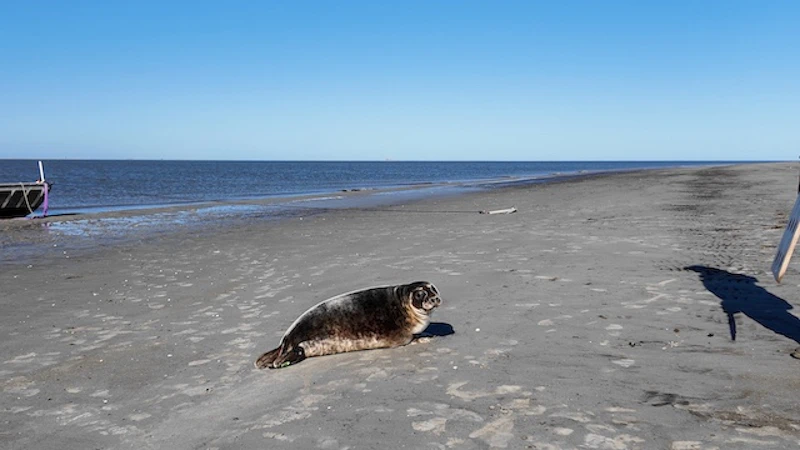 遠回りしながらも確実に海に向かっていく／©Tonton Train