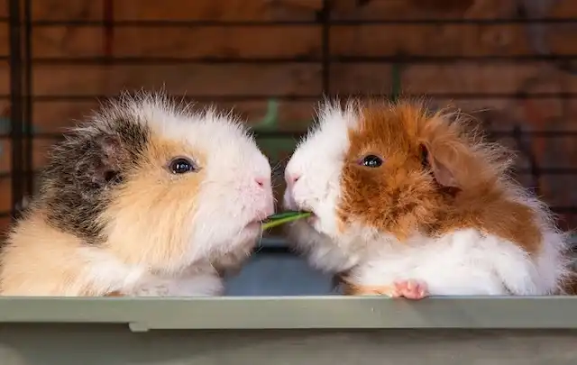 餌を取り合うモルモット