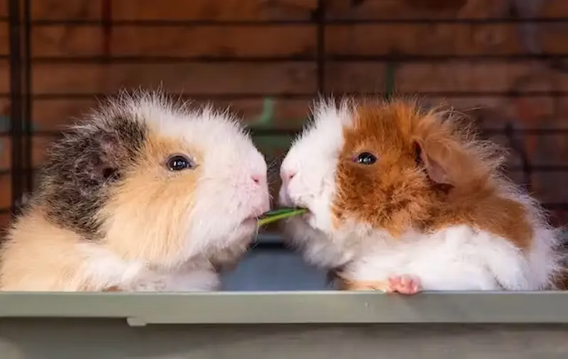 餌を取り合うモルモット