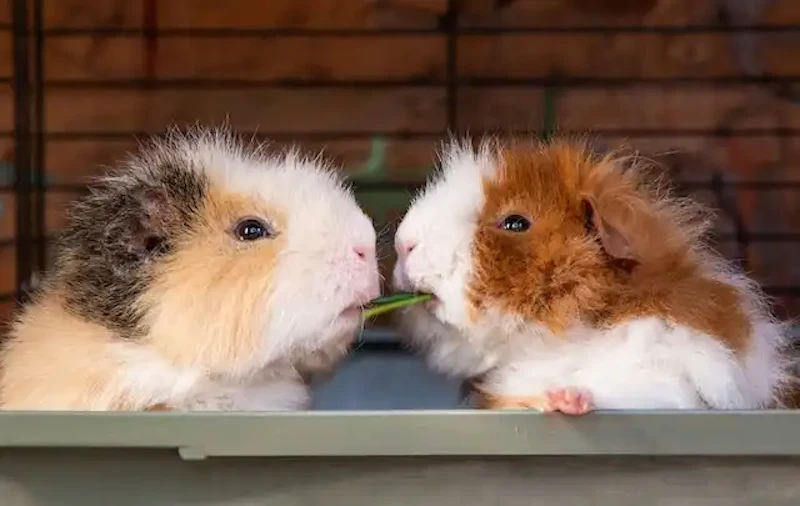 餌を取り合うモルモット