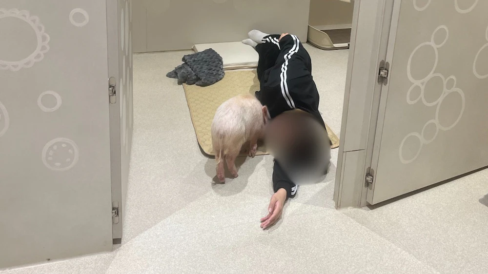 イベント中も自由に歩き回るマイクロブタ