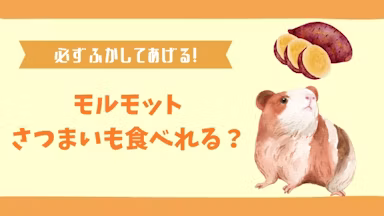 モルモットはさつまいもを食べる！ふかしてあげるべき理由も解説のサムネイル画像