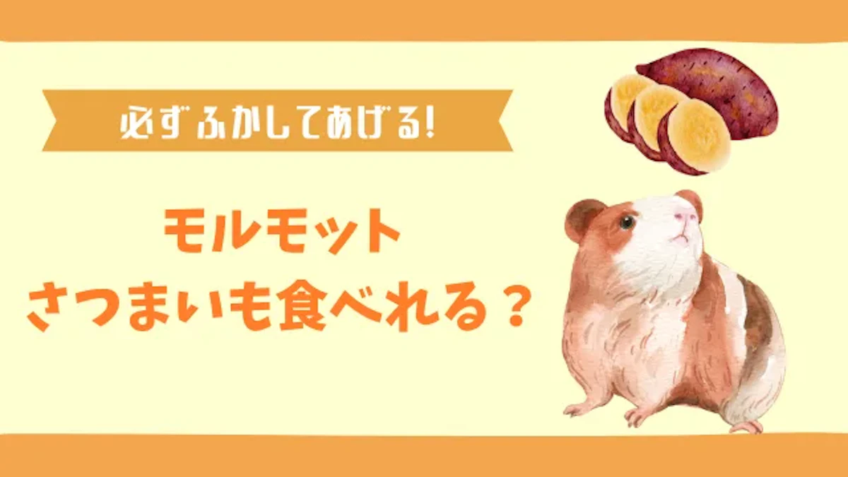 モルモットはさつまいもを食べる！ふかしてあげるべき理由も解説のサムネイル画像