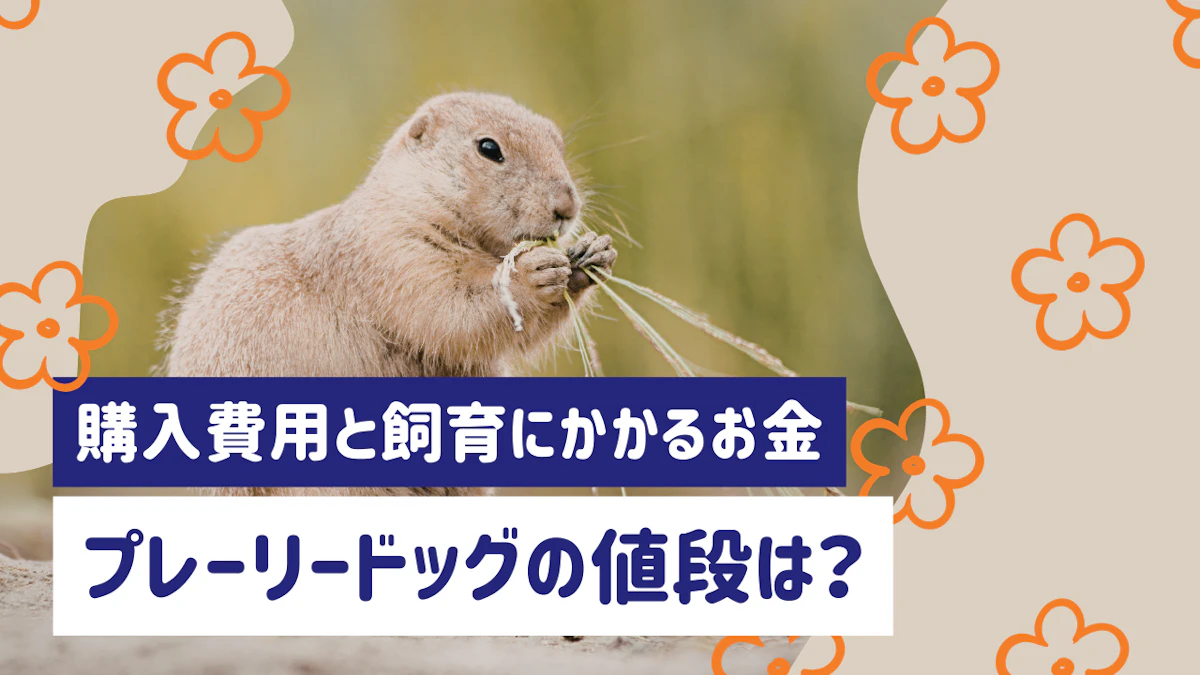 プレーリードッグの値段は?購入費用と飼育にかかるお金を解説