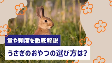 うさぎのおやつはいつから何をあげる?選び方・量・頻度を徹底解説のサムネイル画像