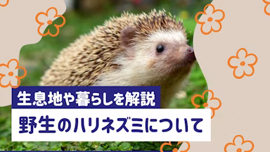 野生のハリネズミはどこにいる？生息地や生態、日本での野生化問題を解説のサムネイル画像