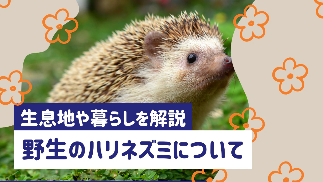 野生のハリネズミはどこにいる？生息地や生態、日本での野生化問題を解説のサムネイル画像