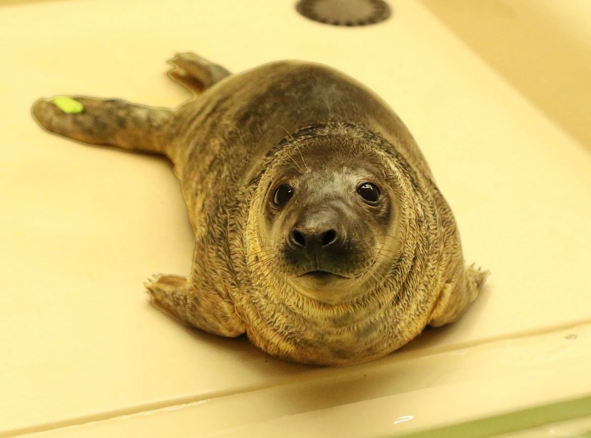 辰巳出版が赤ちゃんアザラシと養子縁組。その名は「たつみ」のサムネイル画像