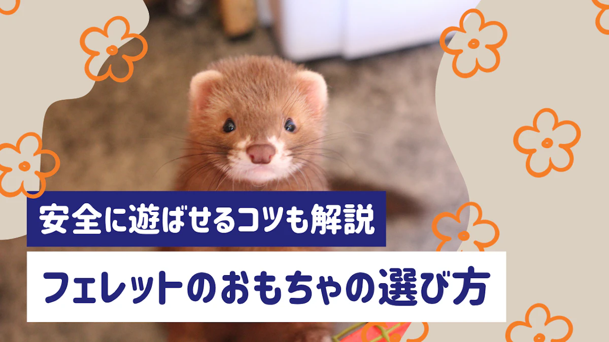フェレットのおもちゃの選び方と安全に遊ばせるコツを解説