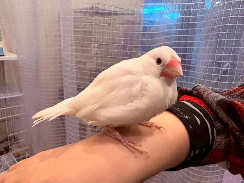 手乗りの白い鳥