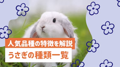 うさぎの種類一覧｜人気品種の特徴・性格から選び方のポイントまで詳しく解説のサムネイル画像