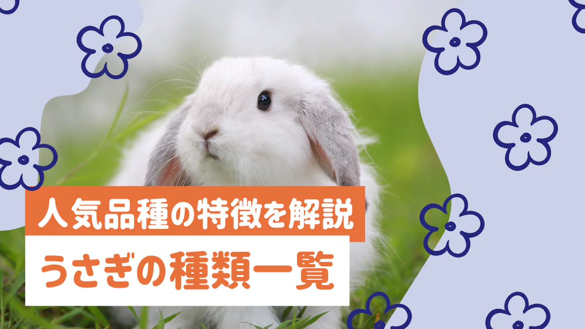 うさぎの種類一覧｜人気品種の特徴・性格から選び方のポイントまで詳しく解説のサムネイル画像