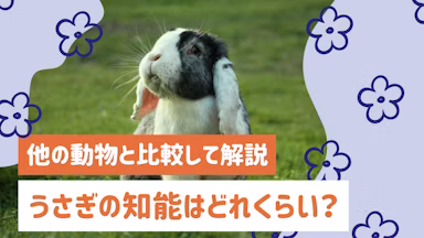 うさぎの知能はどれくらい？賢さがわかる行動など他の動物と比較して解説のサムネイル画像