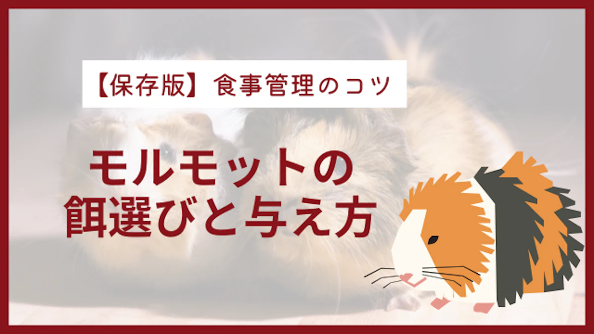 【保存版】モルモットの餌選びについて｜健康を守る食事管理のコツのサムネイル画像
