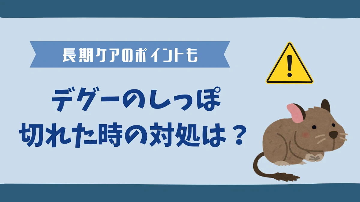 デグーのしっぽが切れたり抜けた時の対処とは？尾の重要な役割も解説