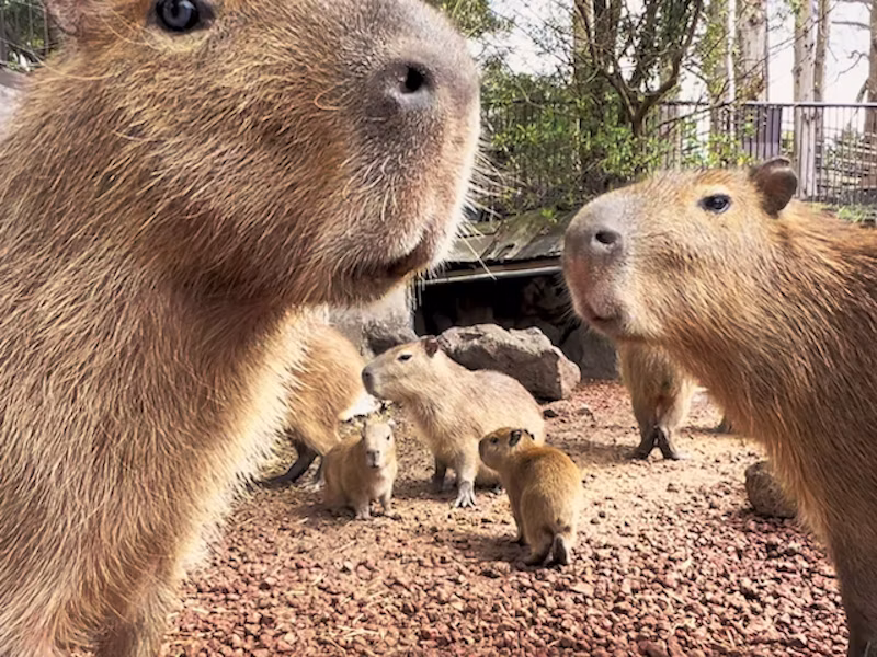 カピバラ