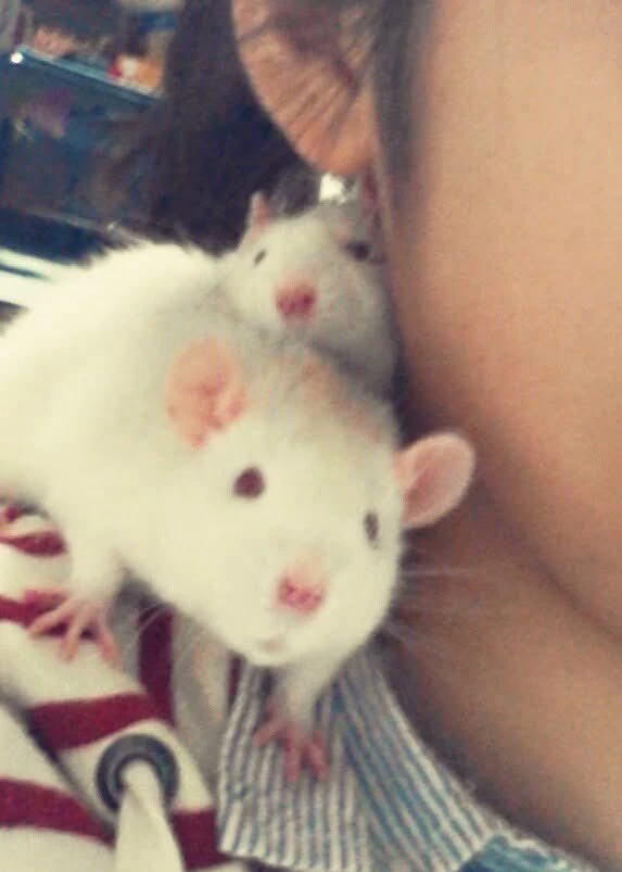 肩に乗ったファンシーラット