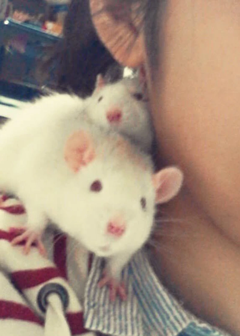 肩に乗ったファンシーラット