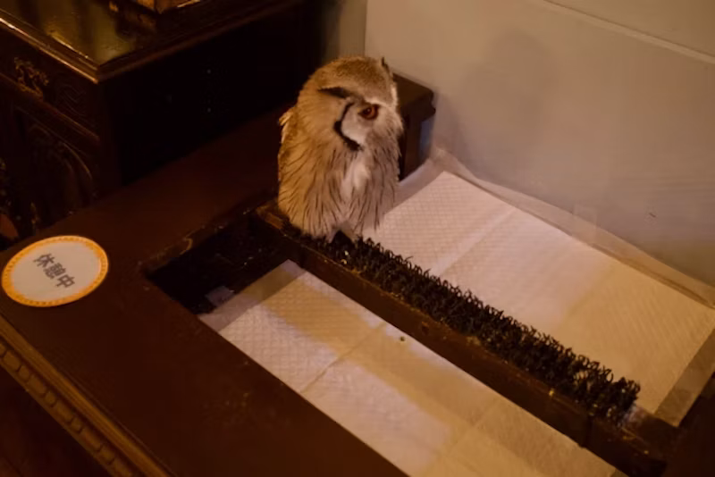 アフリカオオコノハズクのルイス