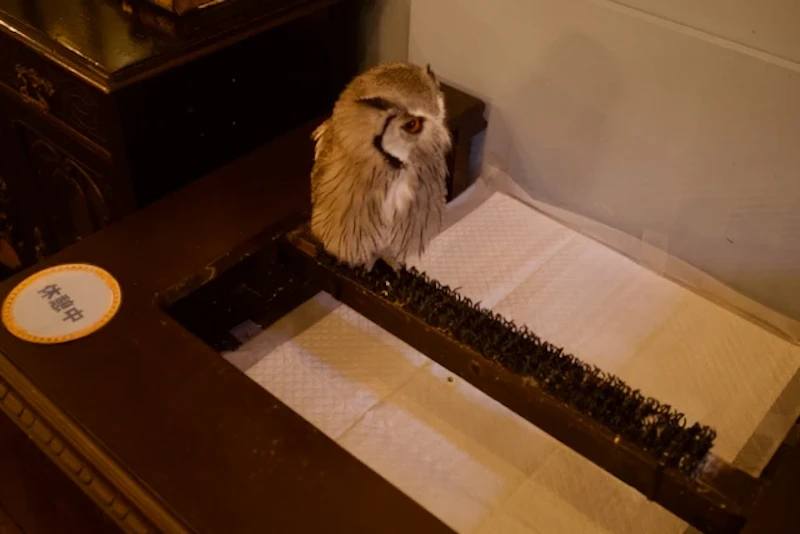 アフリカオオコノハズクのルイス