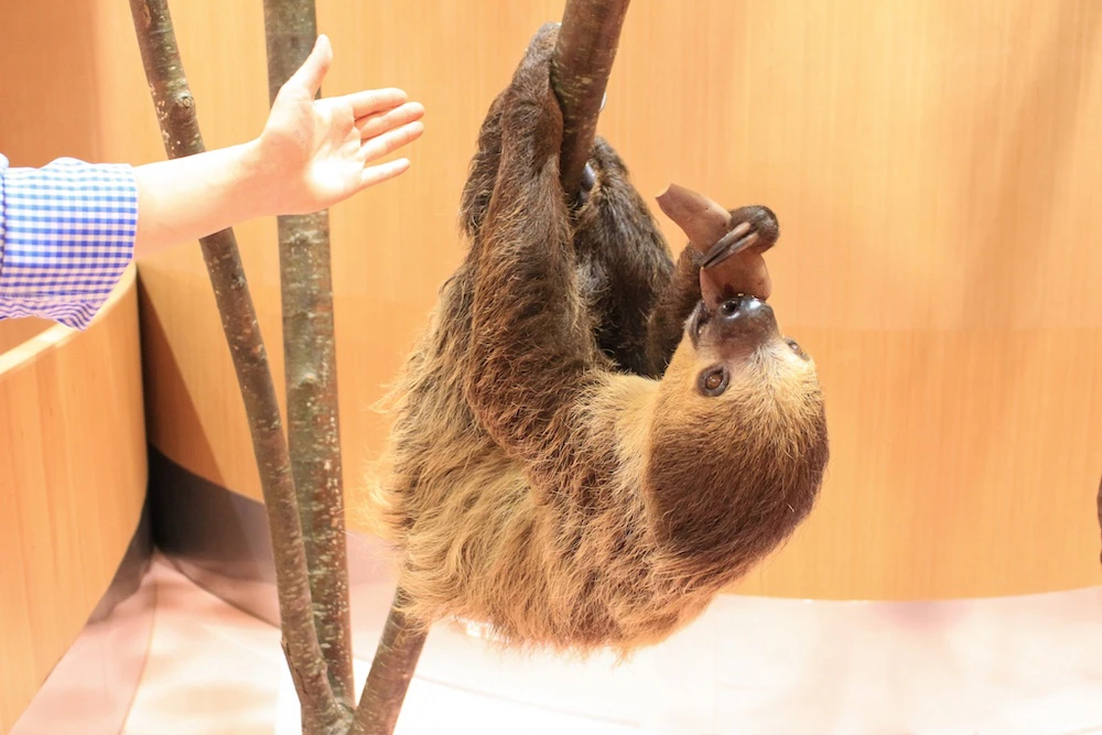 Moff animal cafe ららぽーと福岡店
