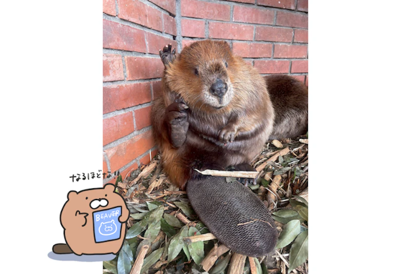 ビーバーのチャル