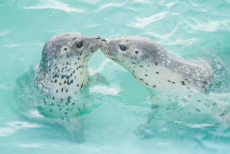 『アザラシまるごとBOOK』より（オホーツクとっかりセンター）2頭