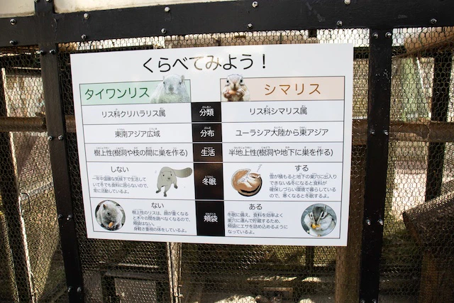 タイワンリスとシマリスの違い