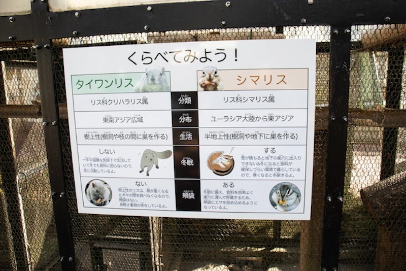 タイワンリスとシマリスの違い