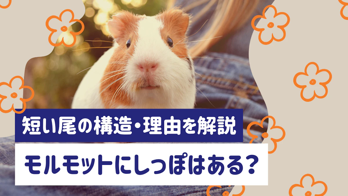 モルモットにしっぽはある？短い尾の構造・理由とケアのポイント