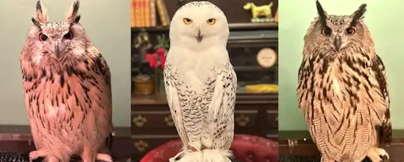 シベリアワシミミズク（キング）、シロフクロウ（ロビン）、ユーラシアワシミミズク（まさる）