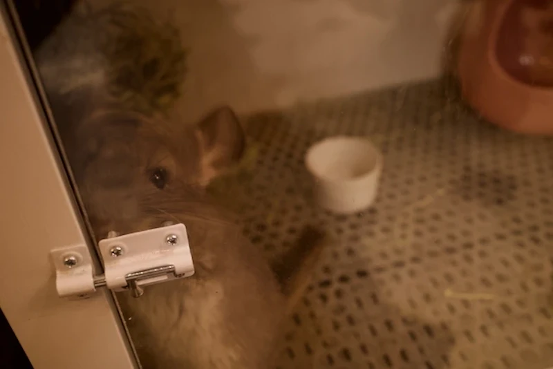 チンチラのしおん