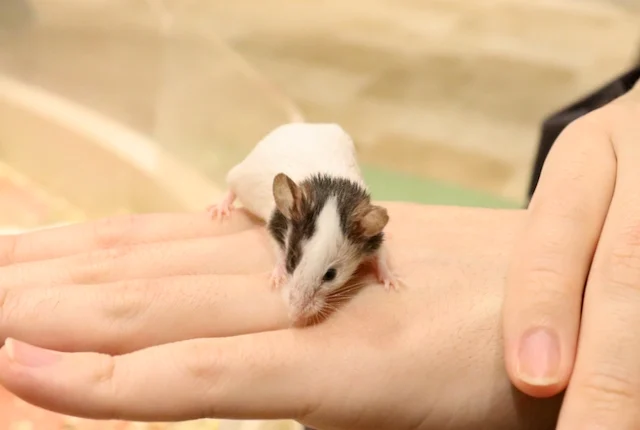 手の甲に乗るパンダマウス