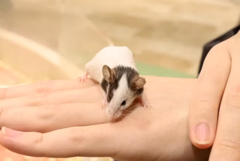 手の甲に乗るパンダマウス