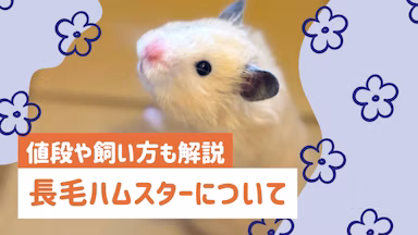 長毛ハムスターの飼い方｜お手入れ方法・床材選び・値段まで徹底解説のサムネイル画像