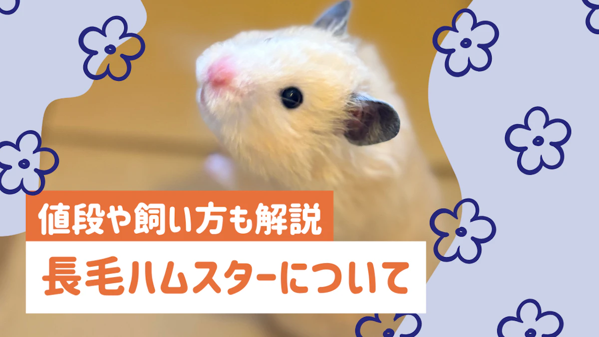 長毛ハムスターの飼い方｜お手入れ方法・床材選び・値段まで徹底解説のサムネイル画像