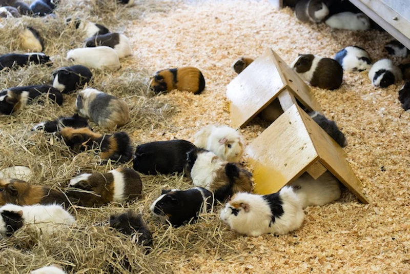 モルモットが隠れられる場所も用意