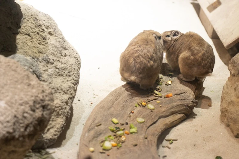 餌を食べるグンディ