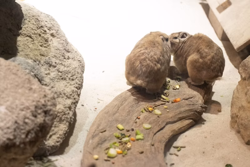 餌を食べるグンディ