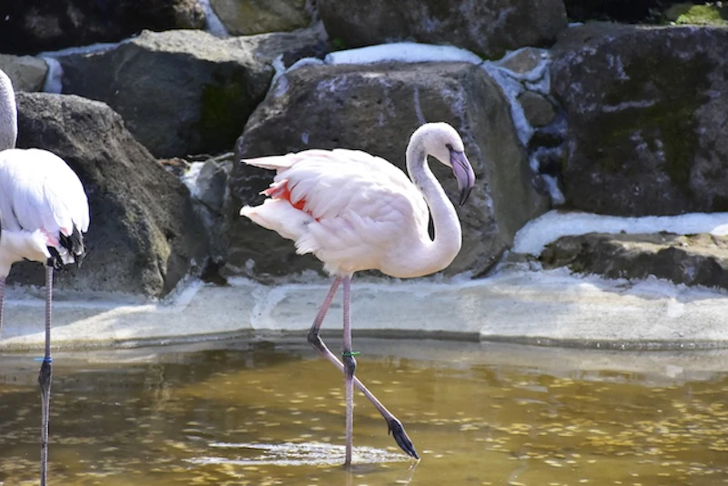 フラミンゴ