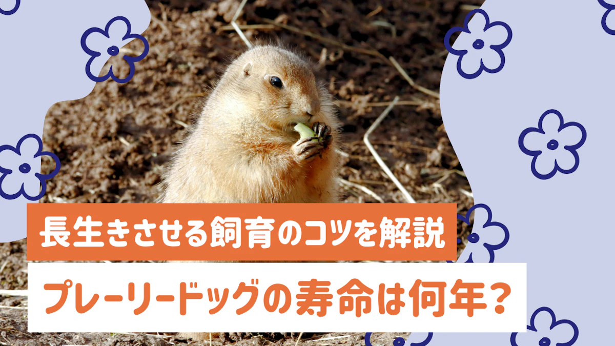 プレーリードッグの寿命は何年？長生きさせる飼育のコツを解説