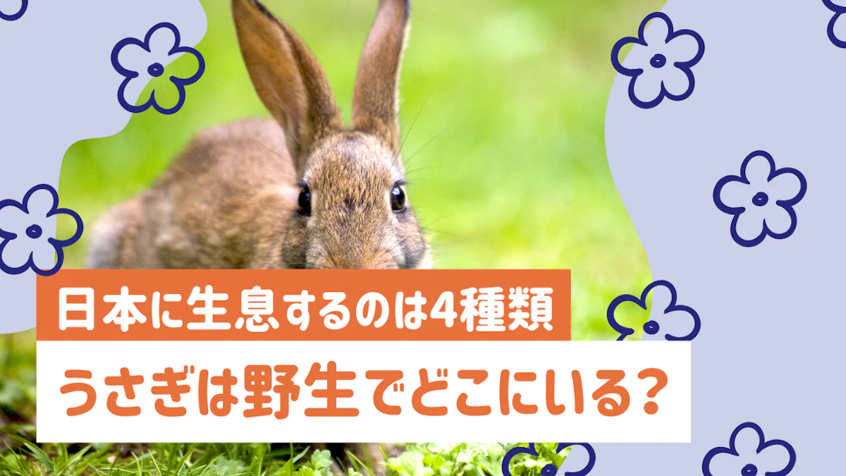 野生のうさぎ全4種を解説｜日本に暮らすうさぎの生態と特徴とは