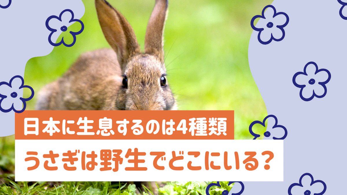 野生のうさぎ全4種を解説｜日本に暮らすうさぎの生態と特徴とはのサムネイル画像