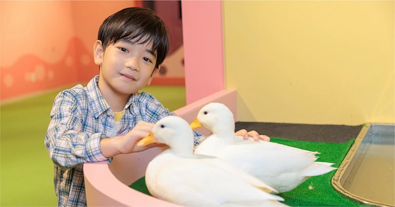 コールダックとの触れ合い