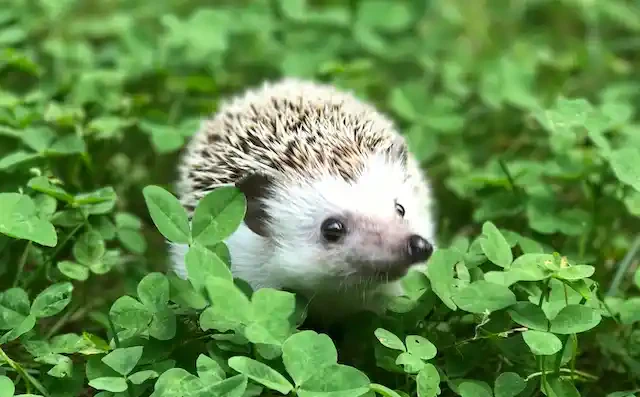 草むらにいるハリネズミ