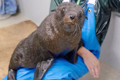 京都水族館、オットセイの赤ちゃん「ちのわ」が3月に展示デビュー "推し活"スタンプラリー開催のサムネイル画像
