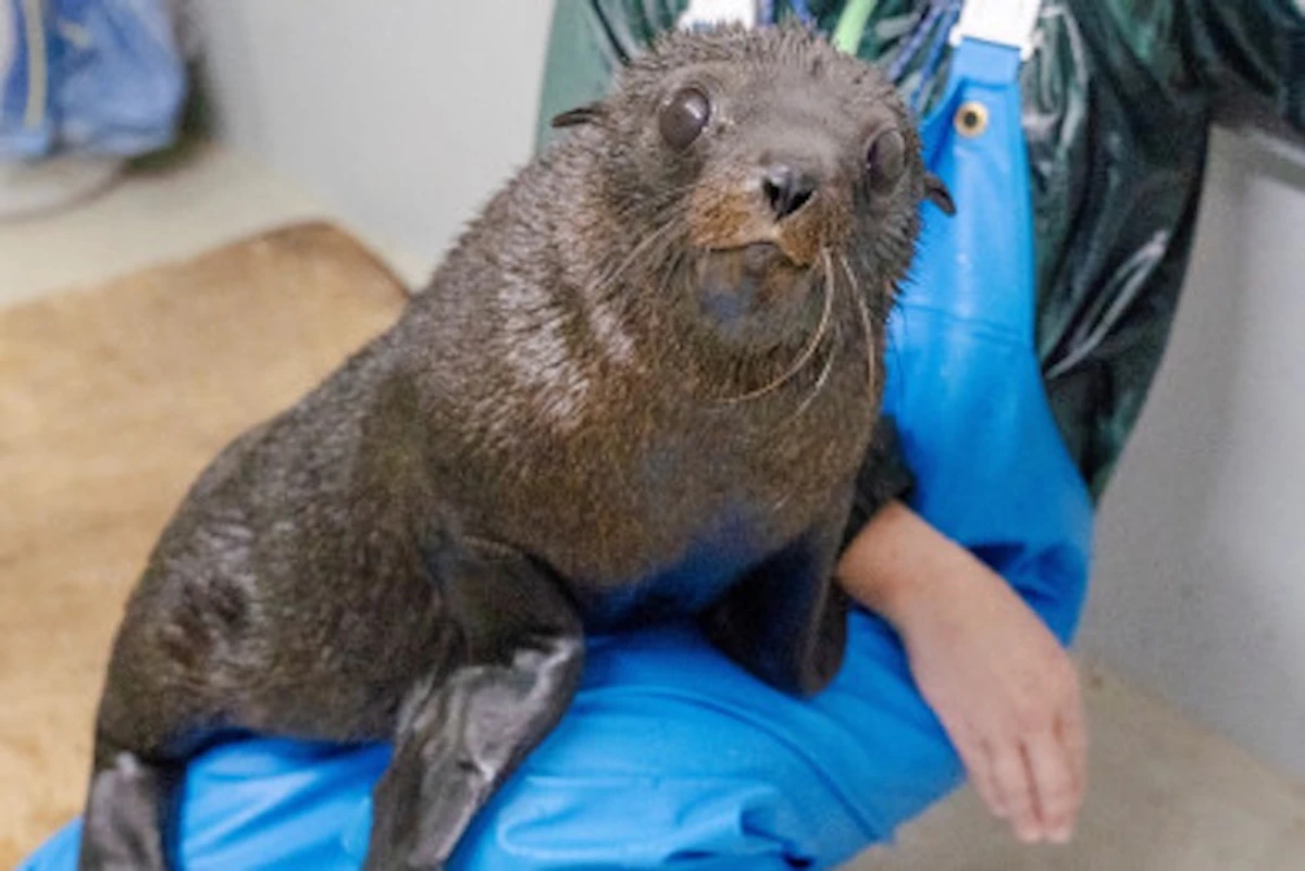 京都水族館、オットセイの赤ちゃん「ちのわ」が3月に展示デビュー