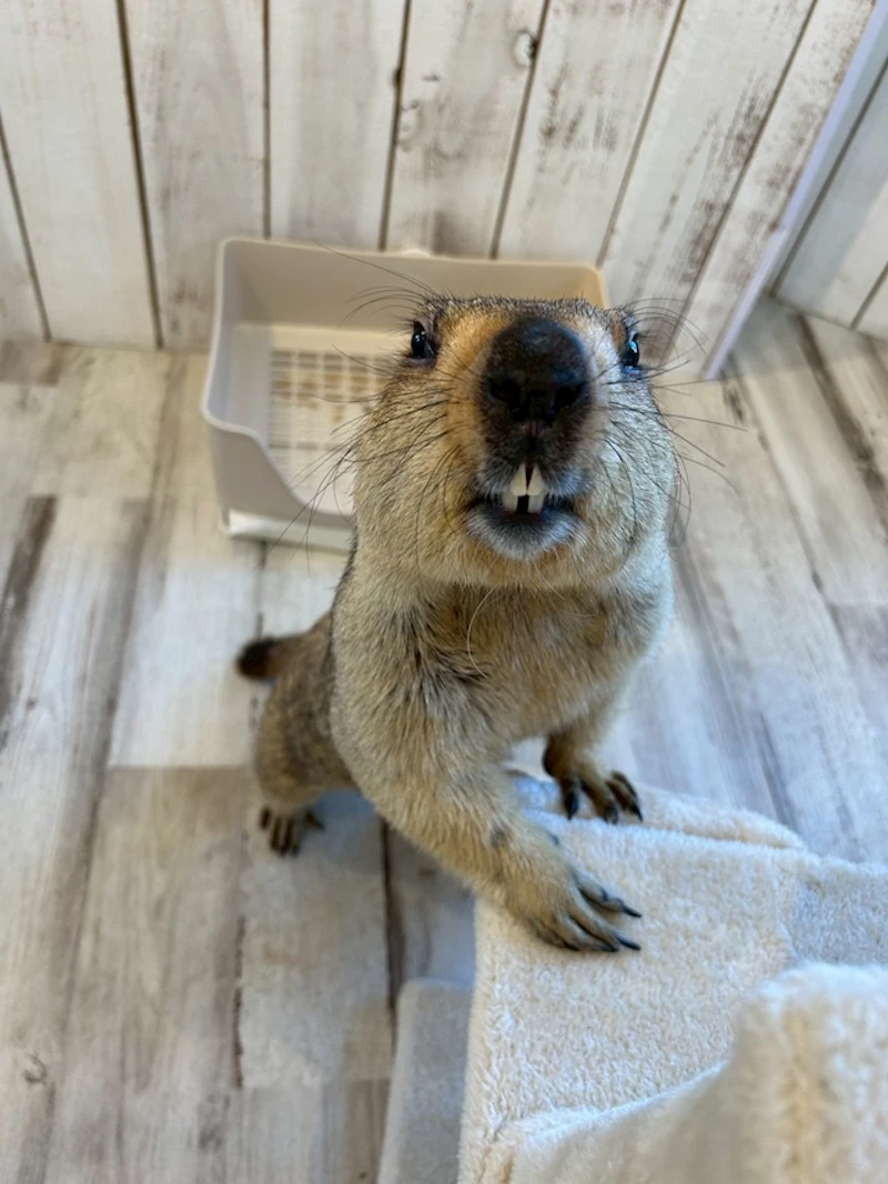 階段に足を乗せるマーモット