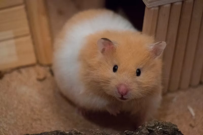 キンクマハムスター