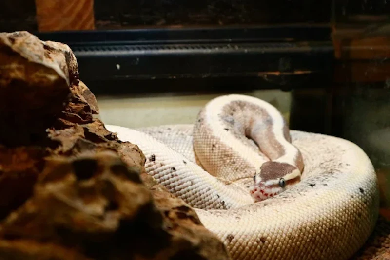 ボールパイソン